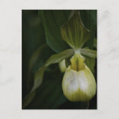 Gele Slipper 2 Briefkaart (Voorkant)