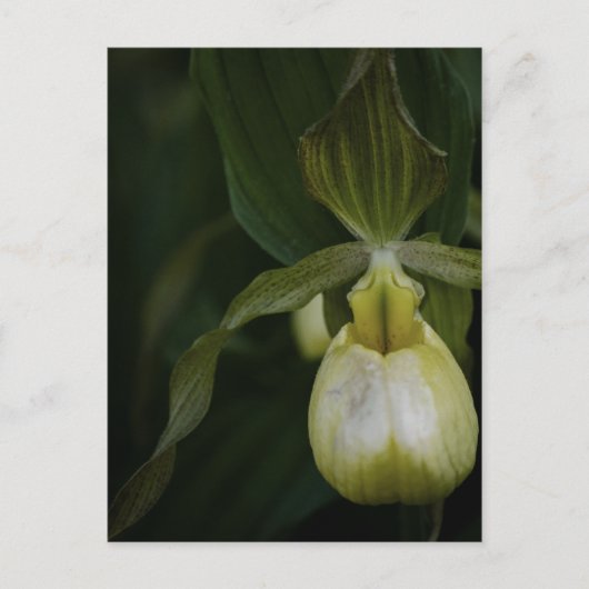 Gele Slipper 2 Briefkaart (Voorkant)