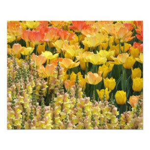 Gele snapdraken en tulpen 20 x 16 inch afdrukken foto afdruk