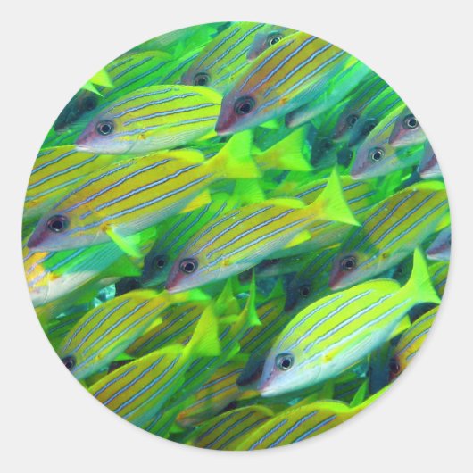 Gele Snapper Wallpaper Ronde Sticker (Voorkant)