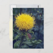 Gele Star Thistle (Centaurea Macrophala) Briefkaart (Voorkant / Achterkant)