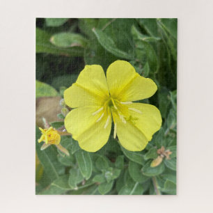 Gele strandavondprimula, Oakland Legpuzzel