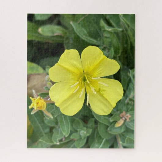 Gele strandavondprimula, Oakland Legpuzzel (Verticaal)