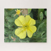Gele strandavondprimula, Oakland Legpuzzel (Horizontaal)