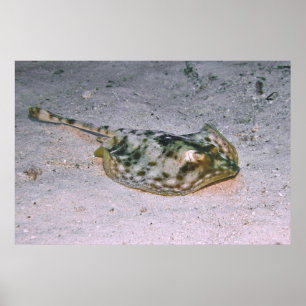 Gele strandstralen in de zand poster