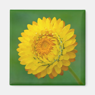 Gele Strawflower Square Magnet