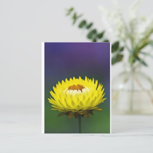 gele strobloem briefkaart (Staand voorkant)