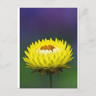 gele strobloem briefkaart
