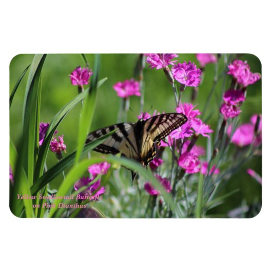 Gele Swallowtail Vlinder en Roze Dianthus Magneet (Horizontaal)