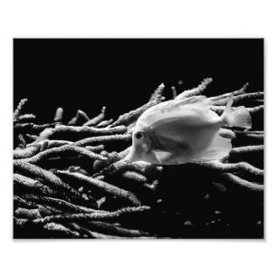 Gele Tang Fish met koraal - Foto afdrukken