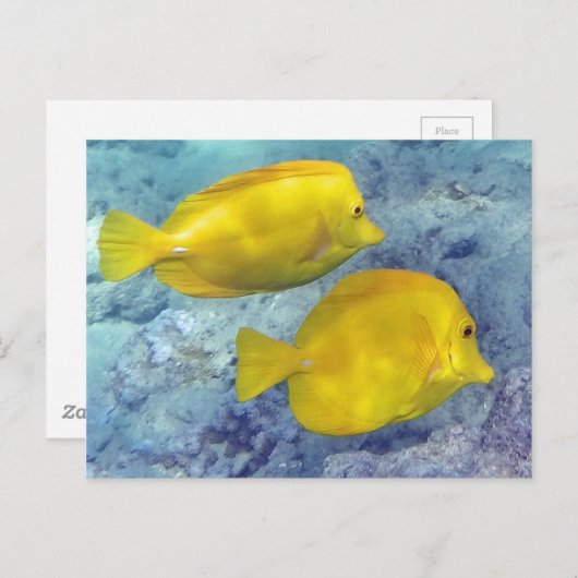 Gele tangs briefkaart (Voorkant / Achterkant)