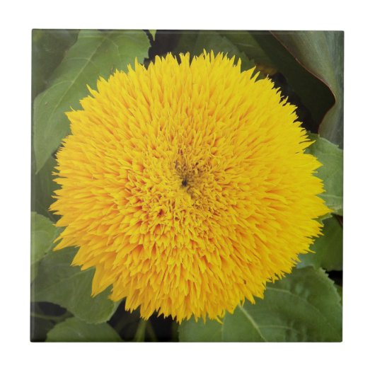 Gele Teddy Bear Sunflower Floral Tegeltje (Voorkant)