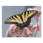 Gele Tijger Swallowtail Vlinder op roze bloem Foto Afdruk (Voorkant)