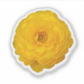 Gele Transvaal Daisy Blossom Sticker (Voorkant)