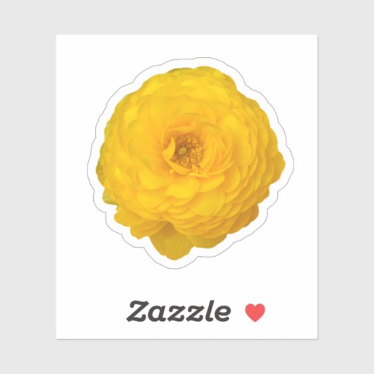 Gele Transvaal Daisy Blossom Sticker (Vel)