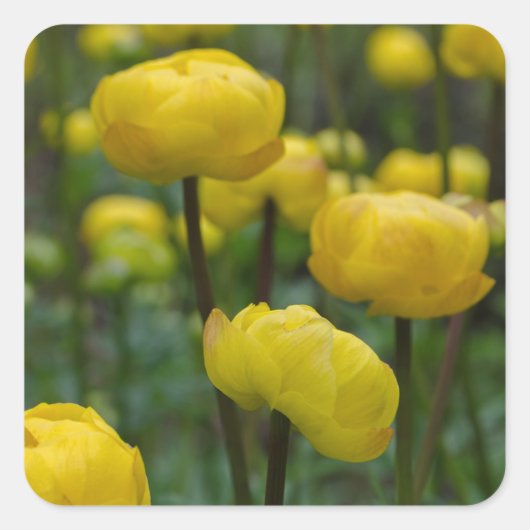Gele Trollius Stickers (Voorkant)