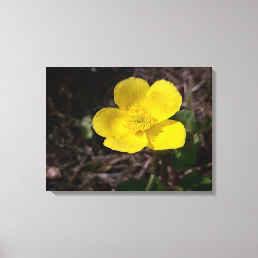 Gele tuinbloem canvas afdruk (Voorkant)