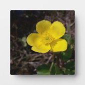 Gele tuinbloem fotoplaat (Voorkant)