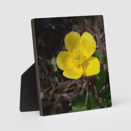 Gele tuinbloem fotoplaat (Voorkant)