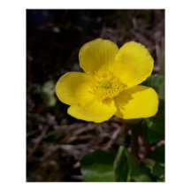 Gele tuinbloem