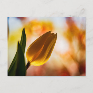 Gele Tulip Quick Hallo Briefkaart