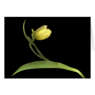 Gele tulp