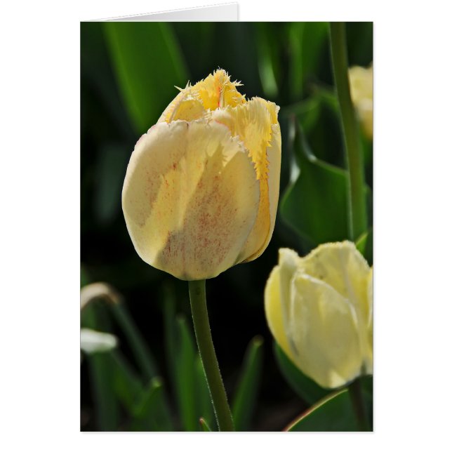Gele tulp (Voorkant)