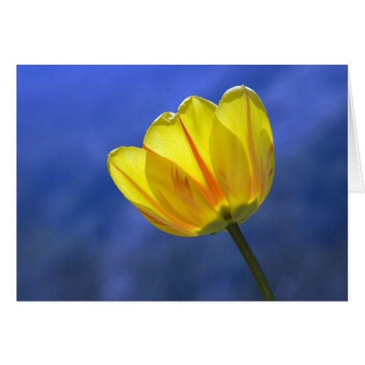 Gele Tulp Blank Bloemen Bloem Wenskaart (Voorkant Horizontaal)