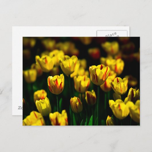 Gele tulp bloemen briefkaart (Voorkant / Achterkant)