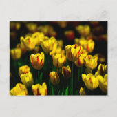 Gele tulp bloemen briefkaart (Voorkant)