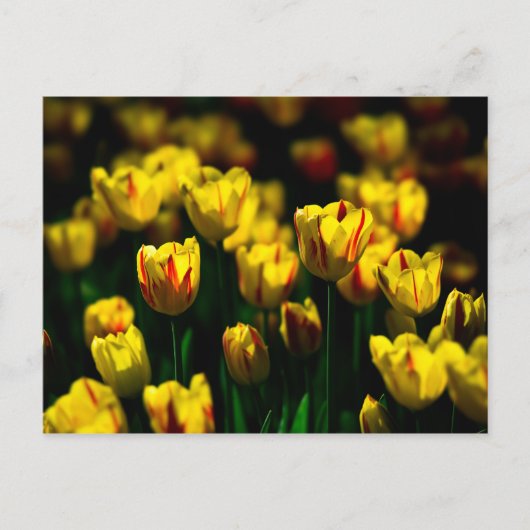 Gele tulp bloemen briefkaart (Voorkant)