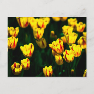 Gele tulp bloemen briefkaart