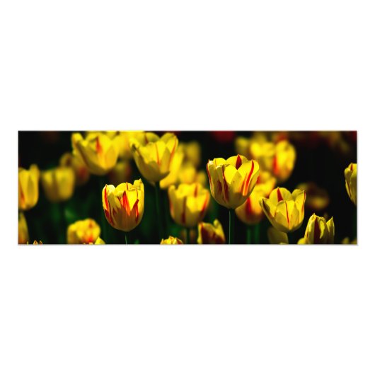 Gele tulp bloemen foto afdruk (Voorkant)