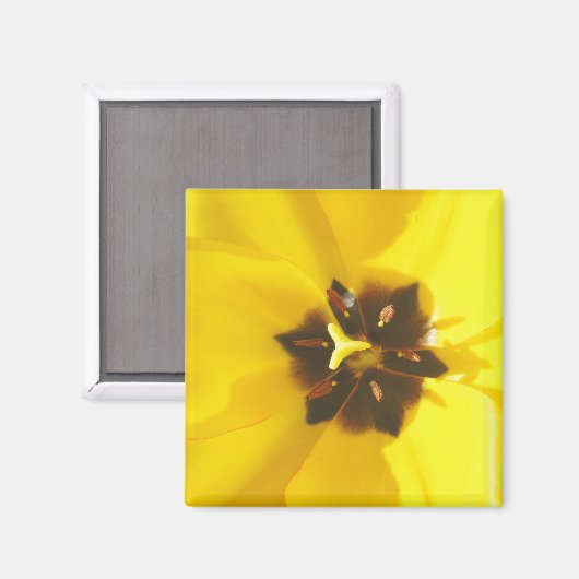 Gele Tulp blootgestelde magneet (Voorkant / Achterkant)