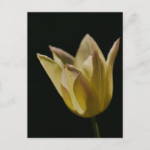 Gele Tulp