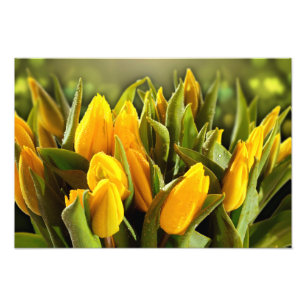 Gele Tulp Foto Afdruk