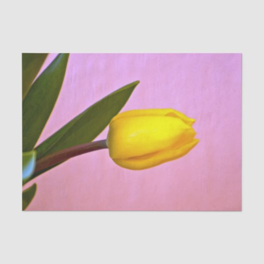 Gele tulp, groene bladeren, op roze tissuepapier (Voorkant)