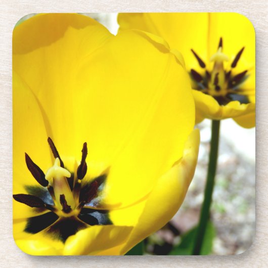 Gele Tulp harde Onderzetters (Voorkant)
