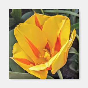 Gele Tulp in Bloeiende Magneet
