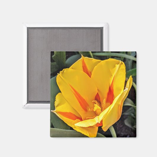 Gele tulp in Bloom Magnet (Voorkant / Achterkant)