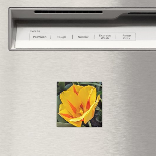 Gele tulp in Bloom Magnet (Insitu (Vaatwasser))