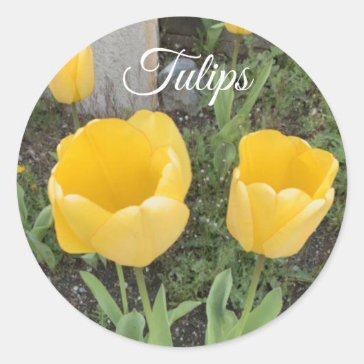 Gele Tulp Klassieke Ronde Sticker (Voorkant)