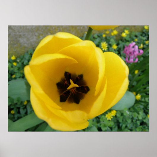 Gele Tulp Macro Afdrukken Poster (Voorkant)
