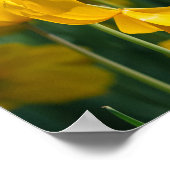 Gele Tulp planten Poster (Hoek)