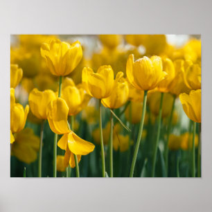 Gele Tulp planten Poster