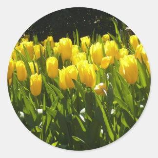 Gele Tulp Tuin Ronde Sticker