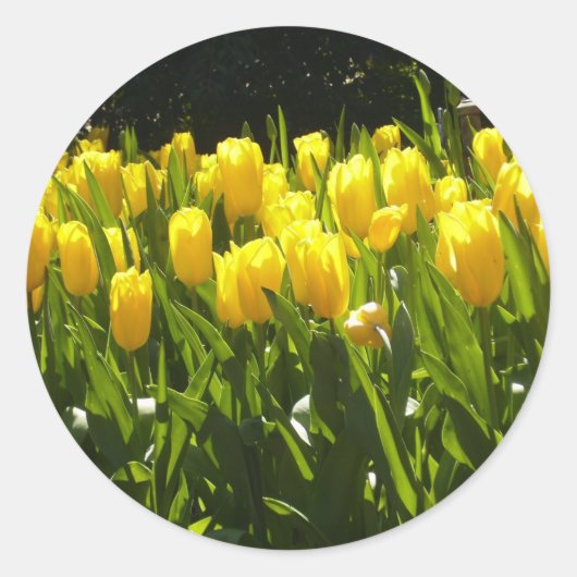 Gele Tulp Tuin Ronde Sticker (Voorkant)
