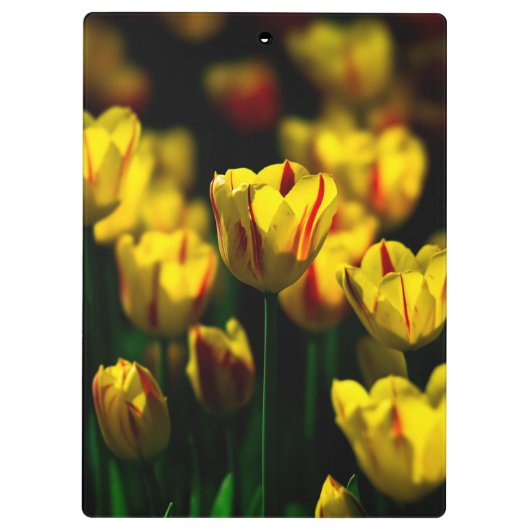 Gele tulpbloemen klembord (Achterkant)