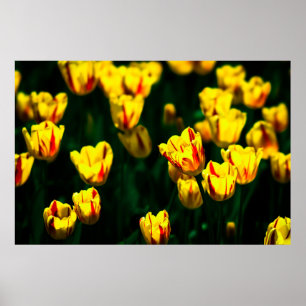 Gele tulpbloemen poster
