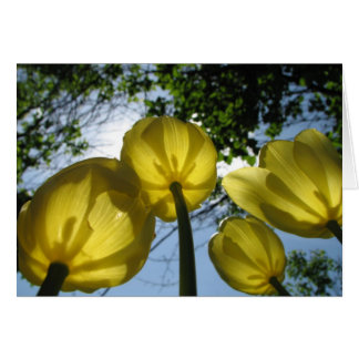 Gele tulpen